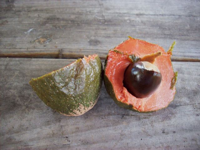 Surowe sapote (owoc)