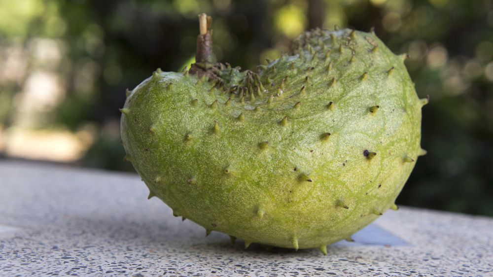 Graviola ma wiele właściwości leczniczych