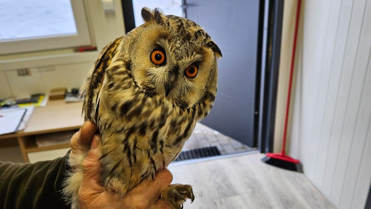 Ranna sowa trafiła do ośrodka rehabilitacji