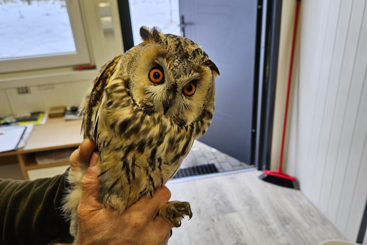 Siedziała na ścieżce w lesie. Była ranna. Leśnicy zareagowali