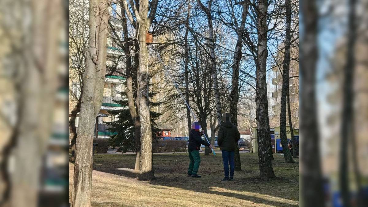 Mężczyzna z tyczką przy gnieździe ptaków
