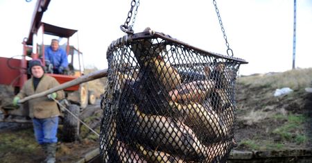 Indeks karpia Money.pl. Mamy wyjątkowo dobre wiadomości