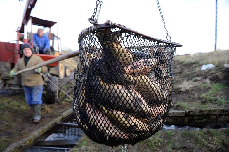 Stawy Dzwonowo - odławianie karpi
