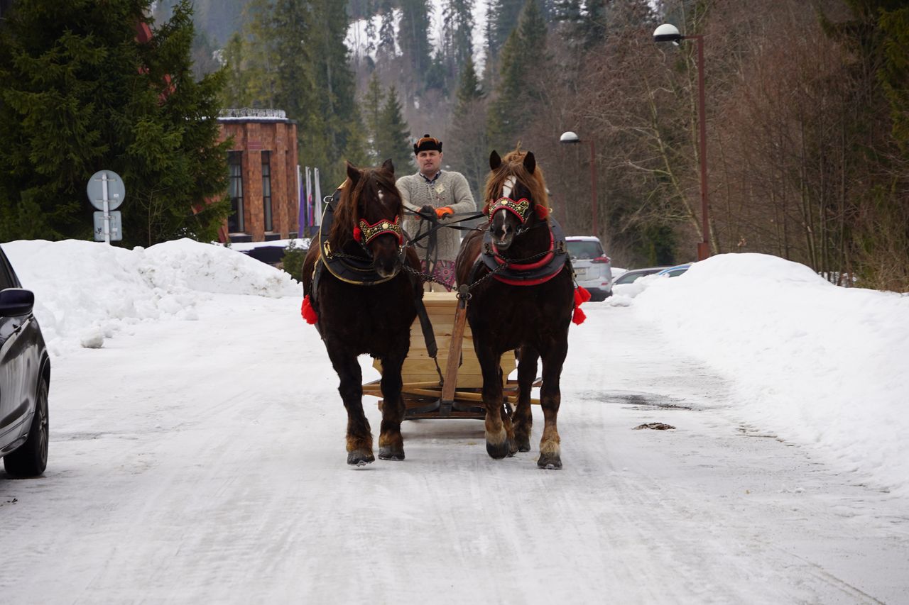 Słowacja: Nowa trasa konna w TANAP-ie. Zvernica już ruszyła