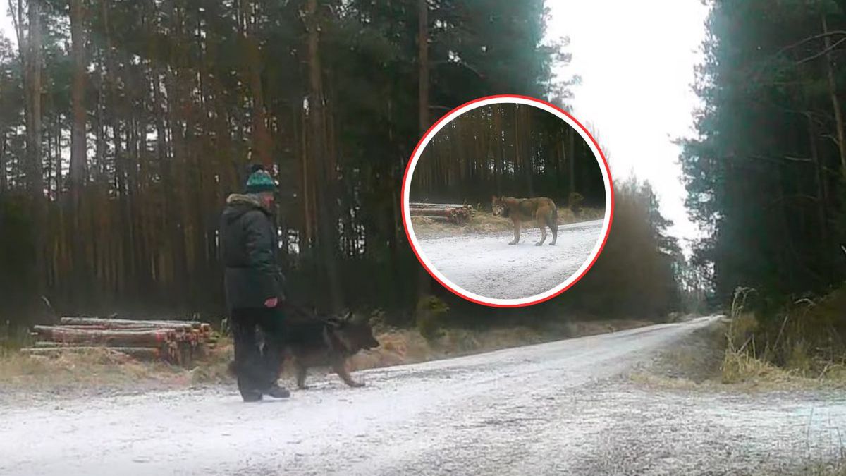 Wilk pojawił się chwilę po spacerowiczach