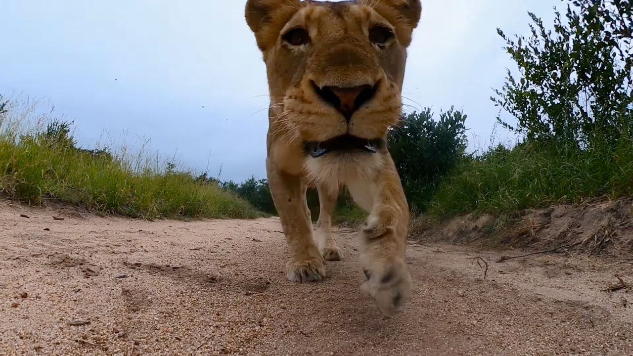 Lwica ukradła GoPro i poszła w długą. Nagrała przy tym niezły film