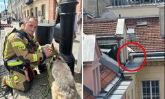 Pies na dachu kamienicy. Strażacy musieli go ściągać