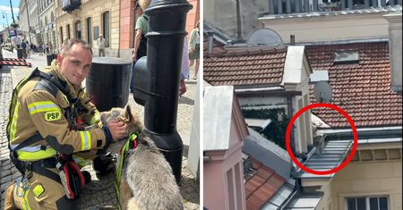 Pies na dachu kamienicy. Strażacy musieli go ściągać