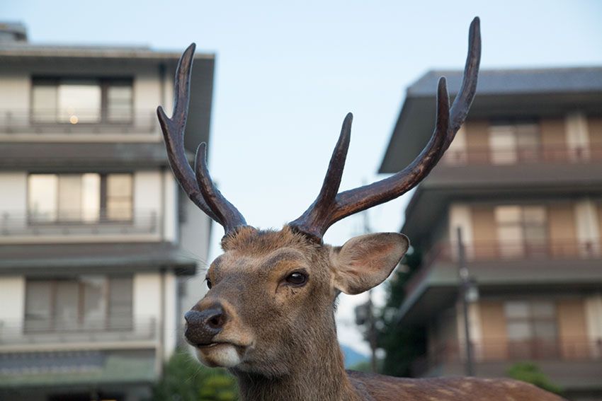 Zdjęcia Yoko Ishii zwracają uwagę na taką urzekającą atrakcję turystyczną. Jest też oczywiście ciemna strona jeleni, w innych regionach Japonii ich nawyki żywieniowe powodują poważne straty w rolnictwie.
