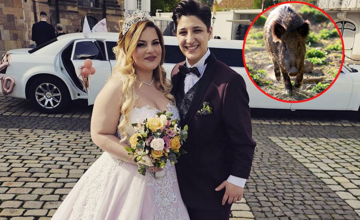 Dzik zaatakował pannę młodą dzień przed jej ślubem. fot. facebook.com/chiara.pandin