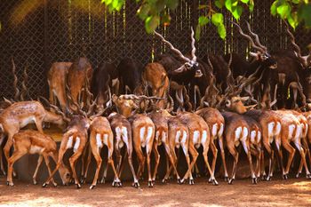 Łódź: Inwestycja w zoo. Afrykańska sawanna z żyrafami i antylopami