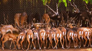 Łódź: Inwestycja w zoo. Afrykańska sawanna z żyrafami i antylopami