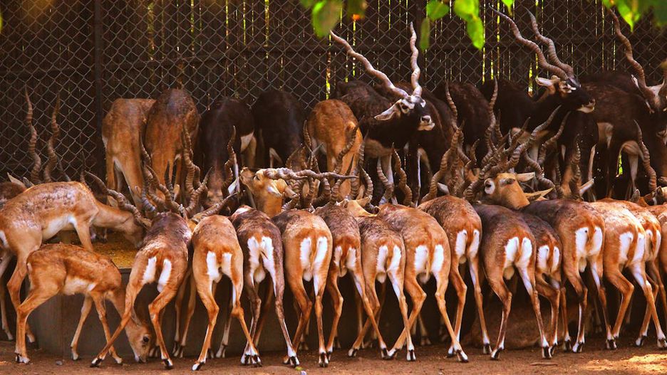 Niemieckie zoo zabija antylopy