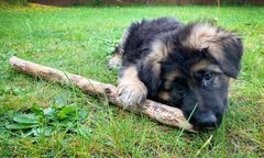 Aktywistka oskarżyła urzędnika o zniszczenie budy bezdomnych psów. "Uratowałem je"