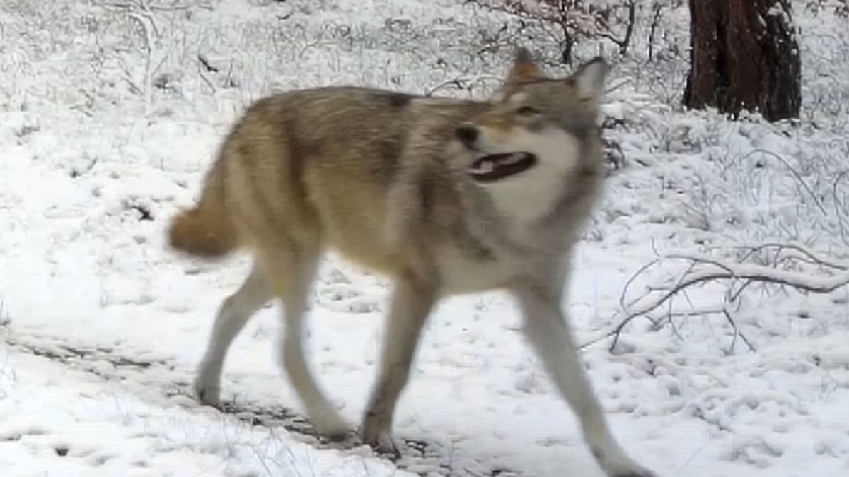 Kruk podążał za wilkami.