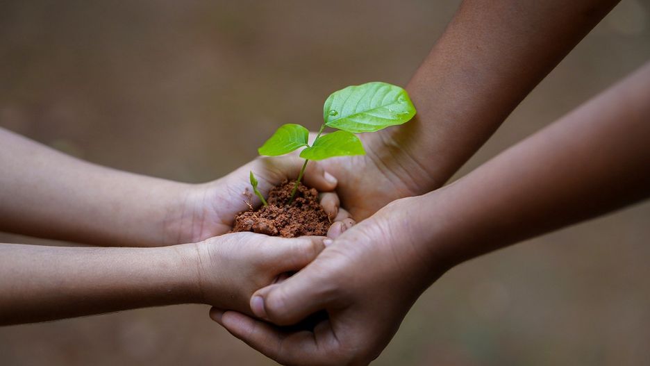 Katowice. Mieszkańcy chcą więcej drzew w mieście.