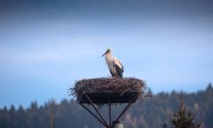 Bocian z Tymbarku. Powrót mieszkańca zakładu marki