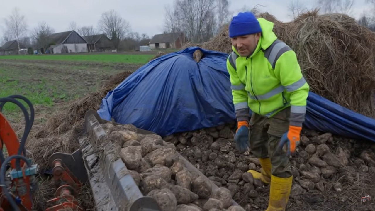 Andrzej z Putycz z "Rolnicy. Podlasie" karmi krowy burakami