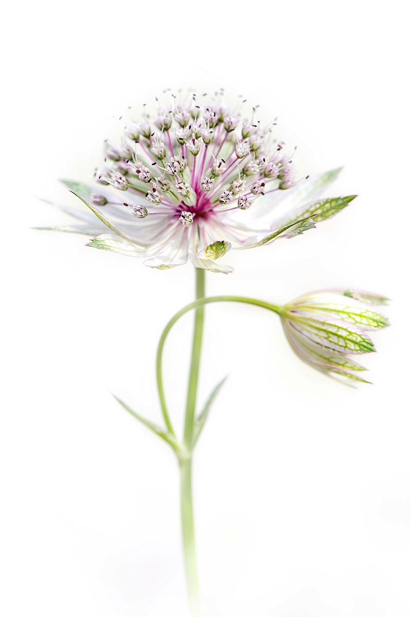 Najlepsze zdjęcia makro 12 edycji konkursu Garden Photographer of the Year 9