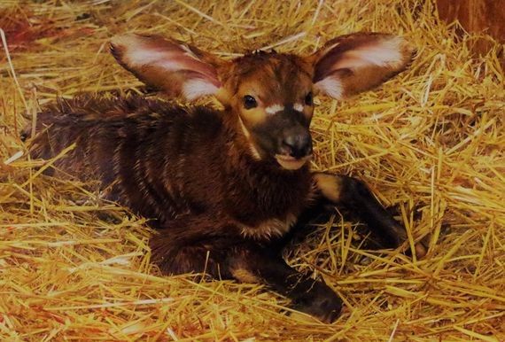 W warszawskim zoo urodziła się antylopa bongo. Jej rodzice pochodzą ze Szwecji