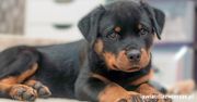 Czy w Polsce trzeba mieć pozwolenie na rottweilera?