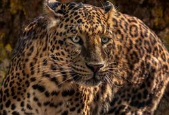 Zaczepiał jaguara w zoo w USA. Zwierzę nie wytrzymało