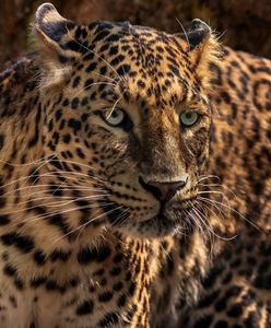 Zaczepiał jaguara w zoo w USA. Zwierzę nie wytrzymało