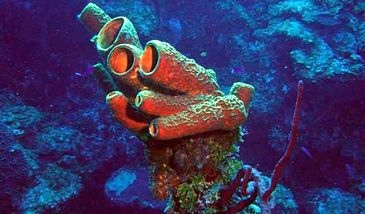 Skąd się wzięły zwierzęta? Naukowcy od lat mogli być w błędzie