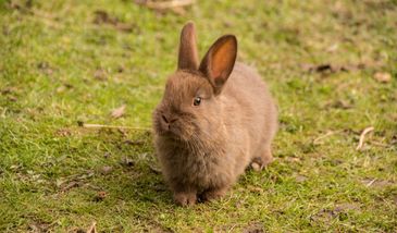 Króliki pomogły odnaleźć 9000-letni skarb. Kopały tam, gdzie nie dotarł żaden archeolog