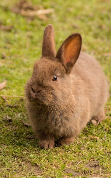 Króliki z Skokholm pomogły archeologom/zdjęcie ilustracyjne