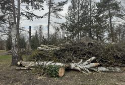Wrocław. Dobry rozgardiasz dla przyrody. Nareszcie coś dla parkowych żyjątek