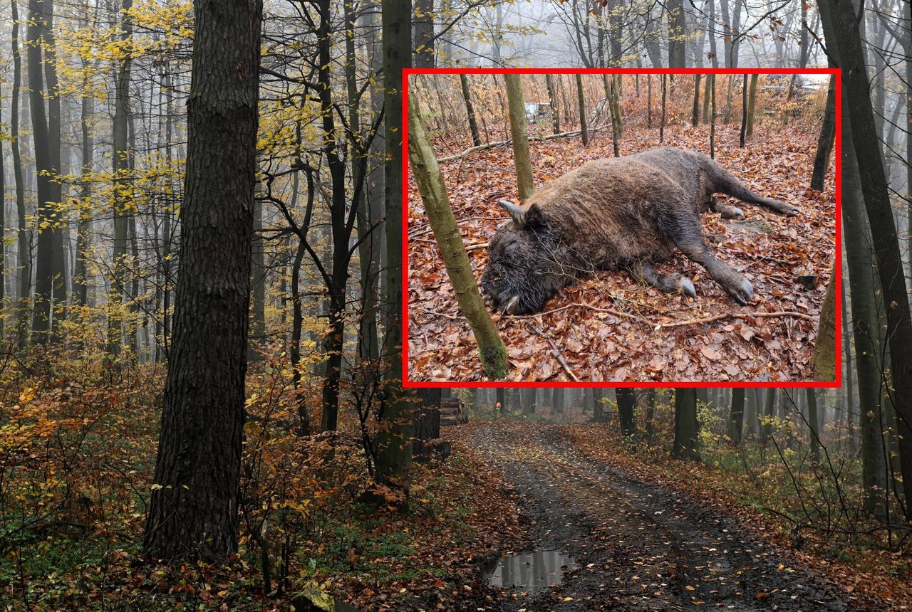 Zastrzelony żubr. Kolejny taki przypadek