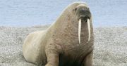 Szok nad Bałtykiem. Mors wygrzewał się na plaży