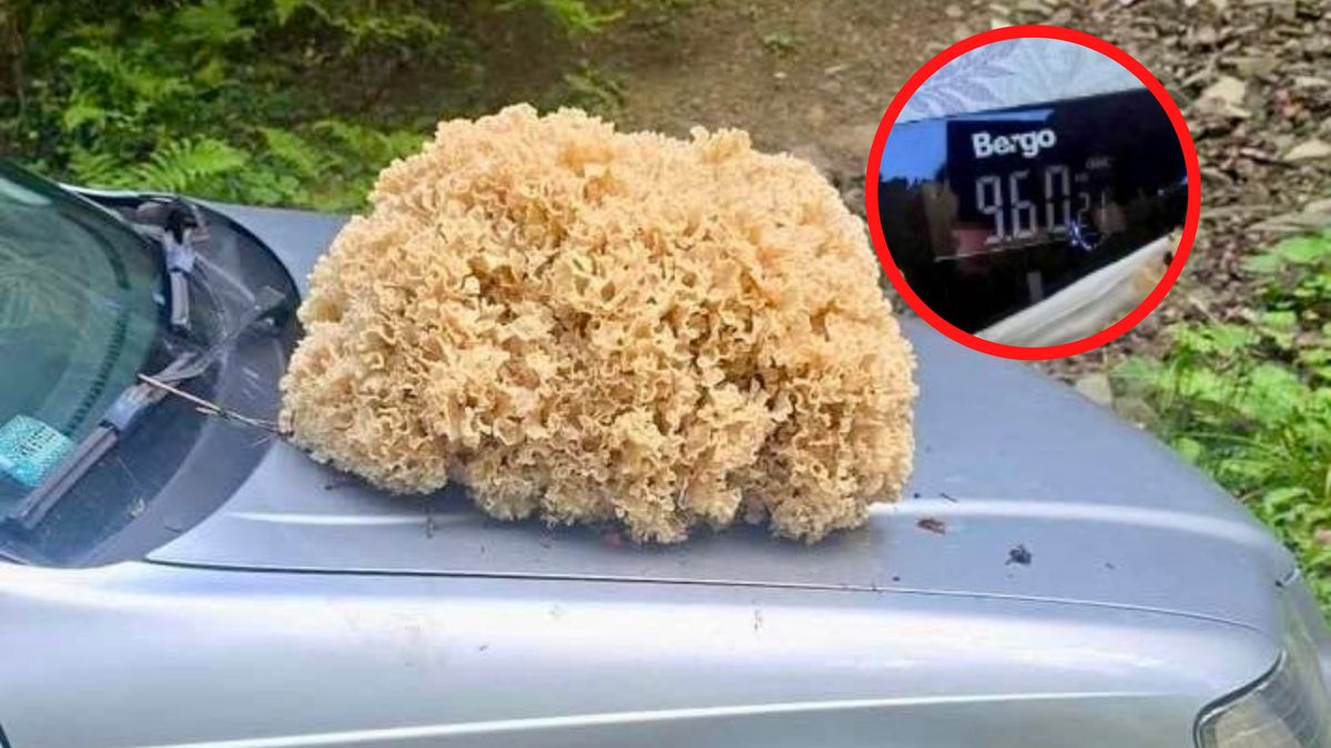 Gigantyczny siedzuń sosnowy. Miał prawie 10 kg