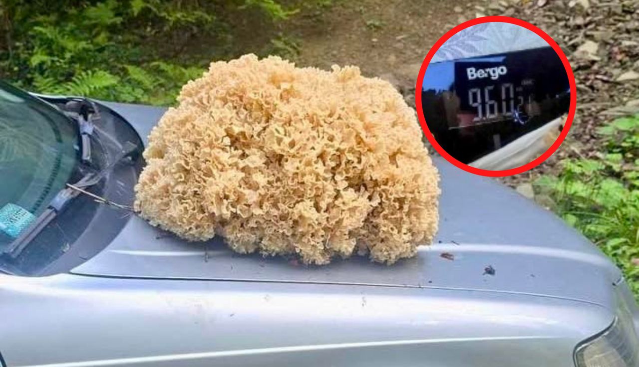 Prawie 10 kg. "Las oszalał". Pokazali zdjęcie