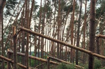 Nawałnica przeszła przez lasy pod Skwierzyną. Apel o ostrożność