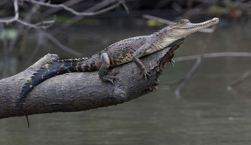 Krokodyl środkowoafrykański wąskopyski (Mecistops leptorhynchus)