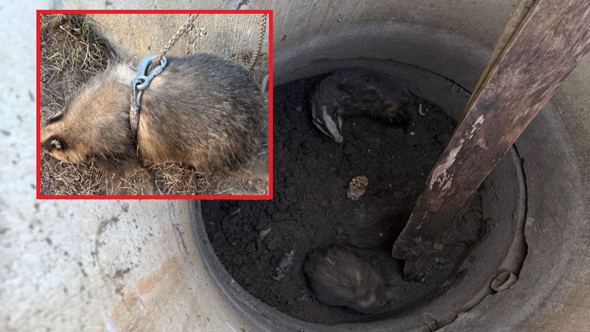 Strażacy pomogli borsukom