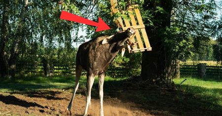 Nie mógł się uwolnić. Leśnicy pomogli łosiowi