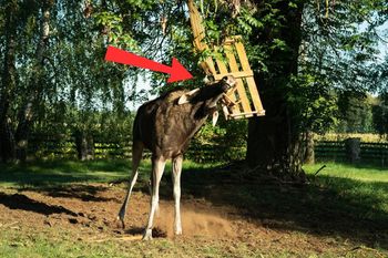 Nie mógł się uwolnić. Leśnicy pomogli łosiowi