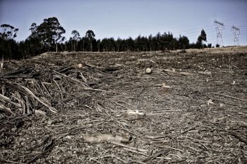 Stalowa Wola: Niemal 1000 ha cennych lasów do wycinki pod "ekologiczne" inwestycje
