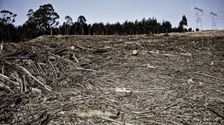 Stalowa Wola: Niemal 1000 ha cennych lasów do wycinki pod "ekologiczne" inwestycje