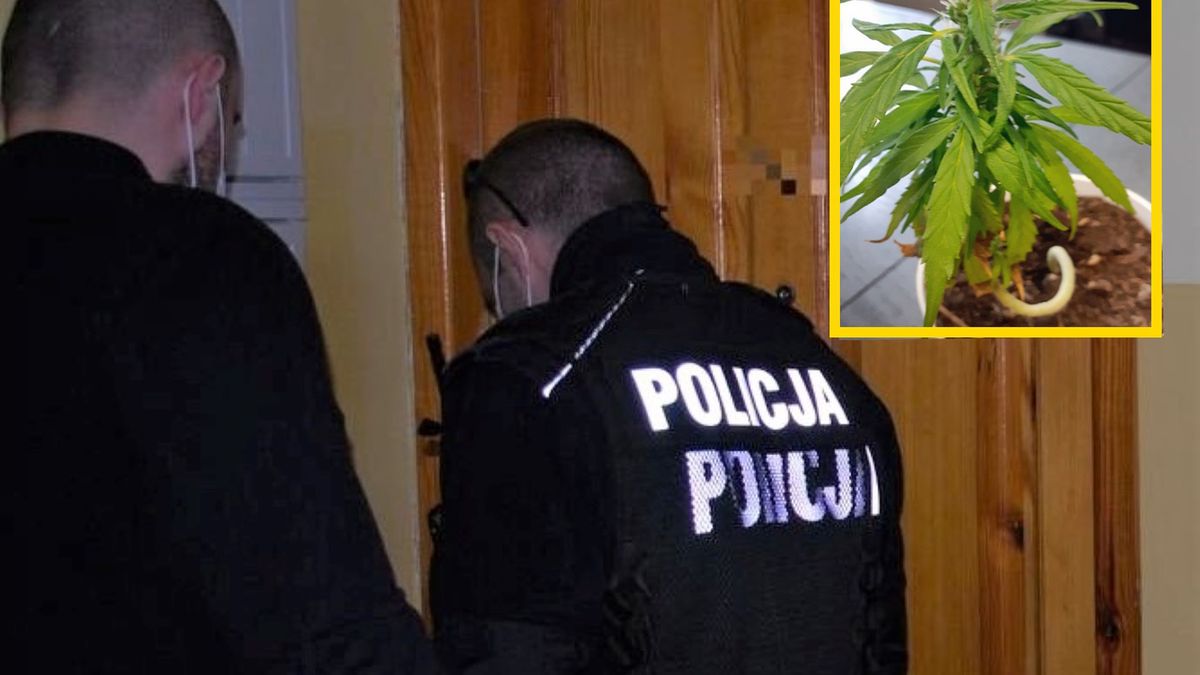 Tłumaczenia kobiety wprawiły policjantów w osłupienie. Zdj. ilustracyjne 