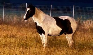 Nietypowy spacerowicz przy A4. Nocna akcja policji