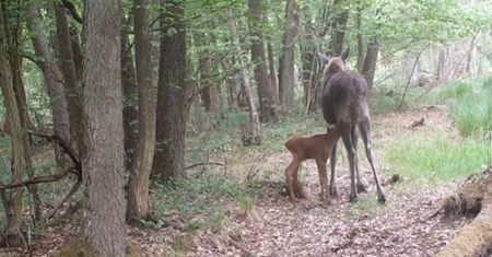 Czuła chwila w sercu lasu. Kampinoski Park Narodowy opublikował wideo