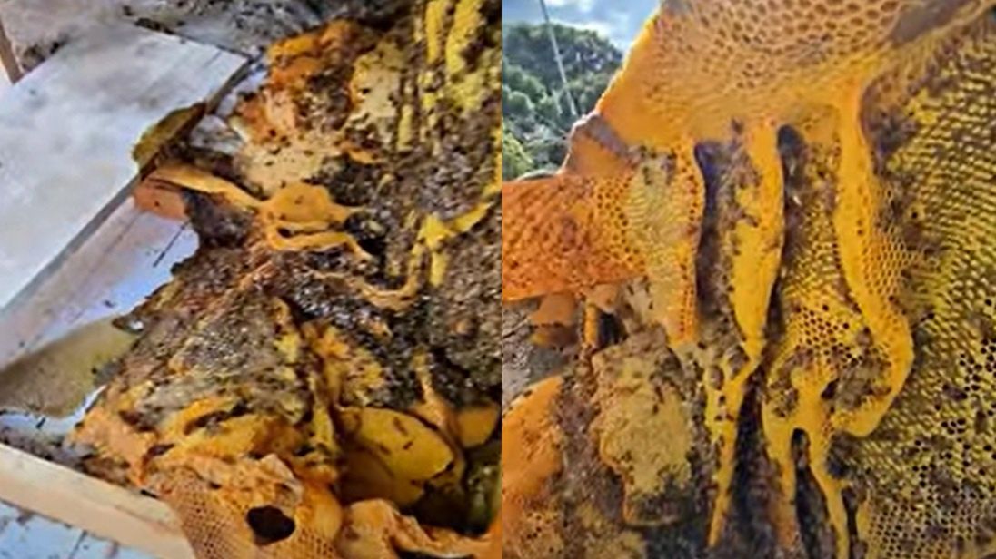 Ogromny ul znaleziony na dachu szkoły w Brazylii