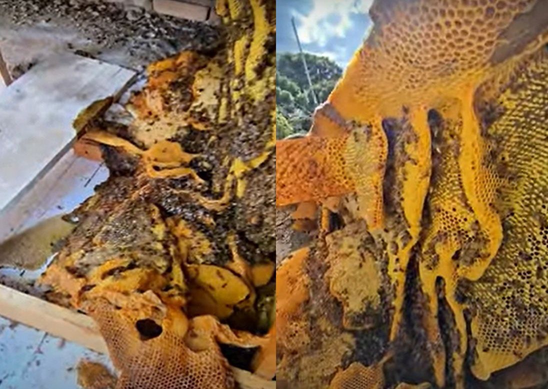 Monstrualny ul na dachu w Brazylii. W środku znaleźli 100 tys. pszczół