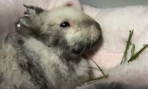 Konieczna amputacja łap. Marcyś został skatowany i porzucony