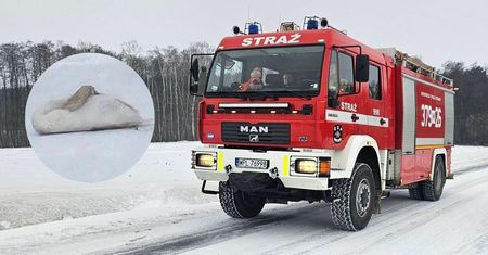 Interwencja służb w Rokiciu. Zgłoszenie o przymarzniętym łabędziu przy drodze wojewódzkiej nr 562