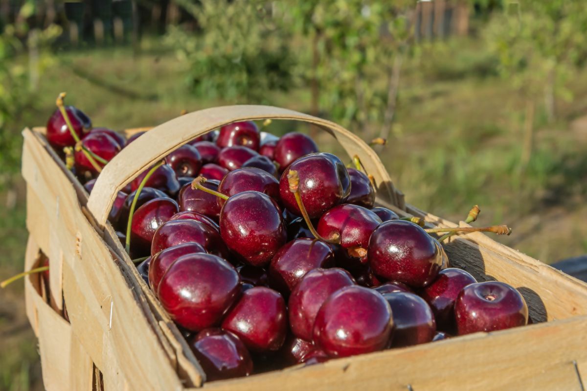 What is better not to pair with cherries?